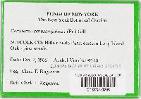 Cortinarius semisanguineus image