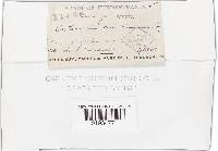 Cortinarius cinnamomeus image