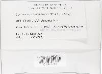 Cortinarius cinnamomeus image