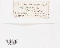 Cortinarius cinnamomeus image