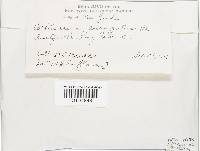 Cortinarius corrugatus image