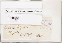 Cortinarius olearioides image