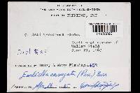 Earliella scabrosa image