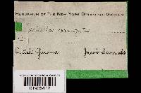 Earliella scabrosa image