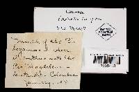 Earliella scabrosa image