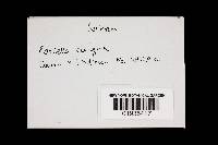 Earliella scabrosa image