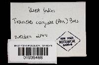 Earliella scabrosa image