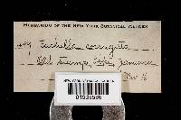 Earliella scabrosa image