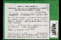 Earliella scabrosa image