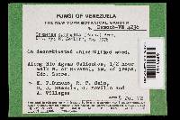 Earliella scabrosa image