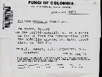 Earliella scabrosa image