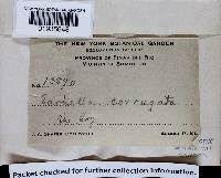 Earliella scabrosa image