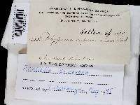 Earliella scabrosa image