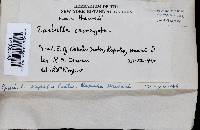 Earliella scabrosa image