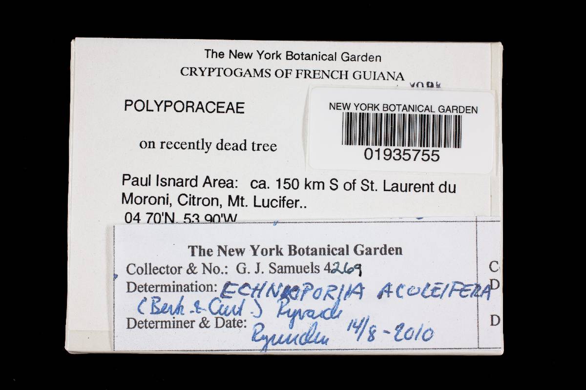 Echinoporia aculeifera image