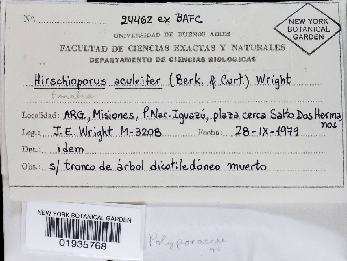 Echinoporia aculeifera image