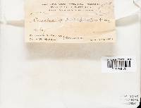 Coriolus pallidofulvellus image