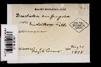 Image Associated With the Occurrence