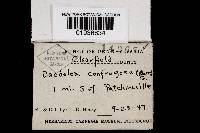 Daedaleopsis confragosa image