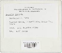 Inocybe sororia image