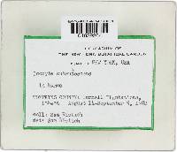 Inocybe subrubescens image