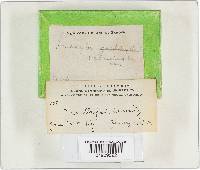 Inocybe vatricosa image