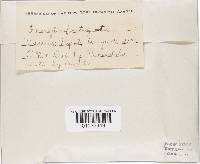 Thumbnail image of current specimen