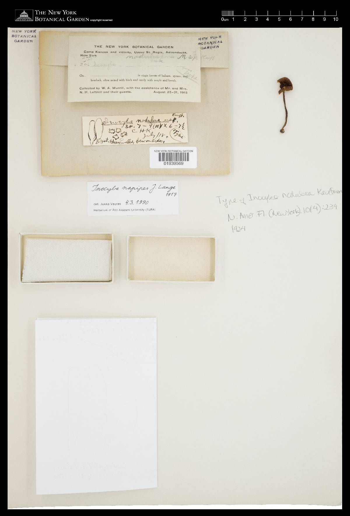 Inocybe nodulosa image