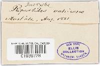 Inocybe vatricosa image