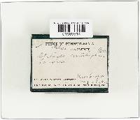 Laccaria amethystina image