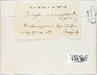 Pseudoclitocybe cyathiformis image