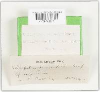 Clitopilus prunulus image