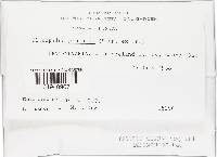 Clitopilus prunulus image