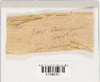 Media resource of Geastrum lloydianum