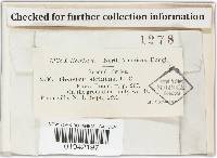 Geastrum pectinatum image