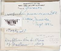 Geastrum schweinitzii image