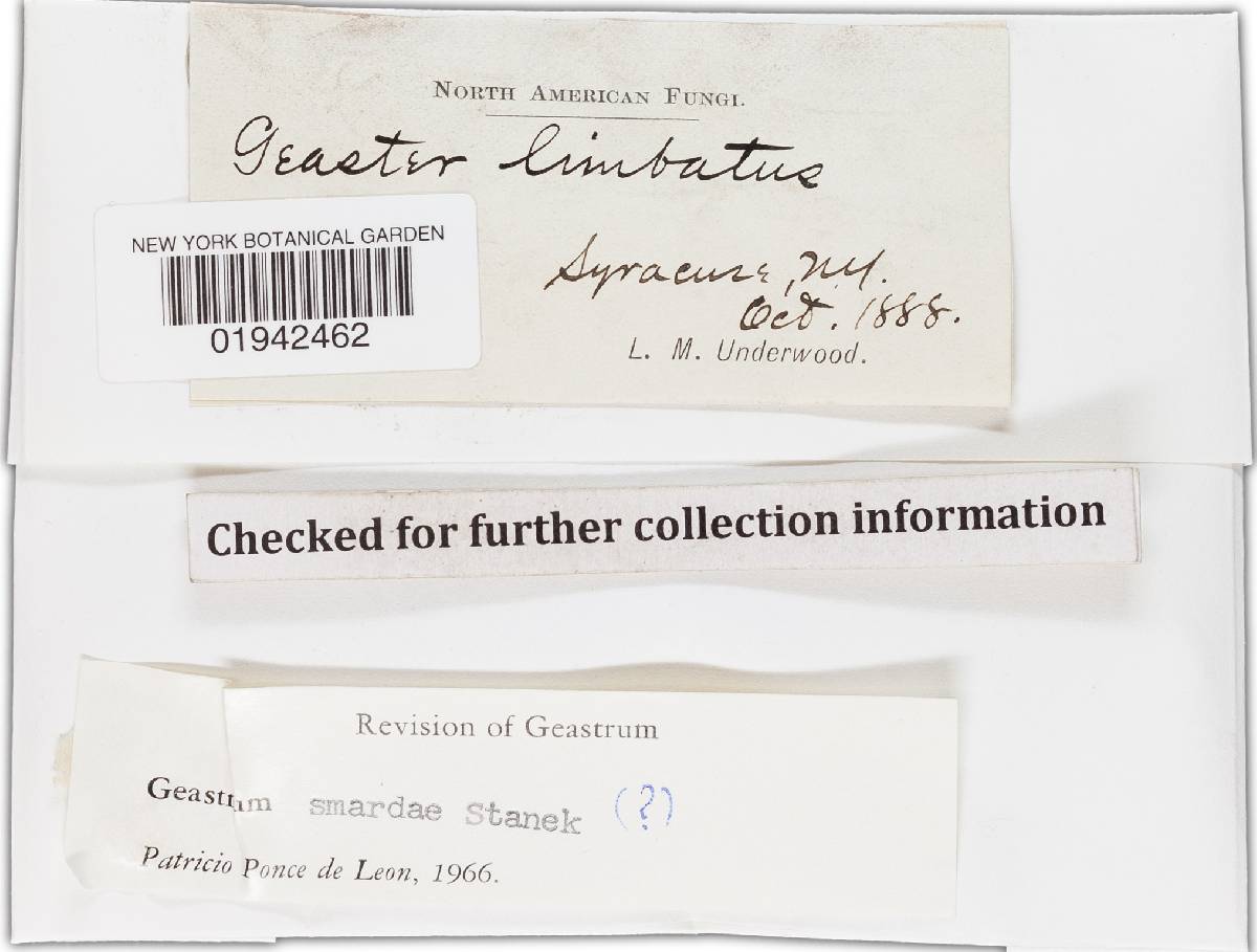 Geastrum smardae image