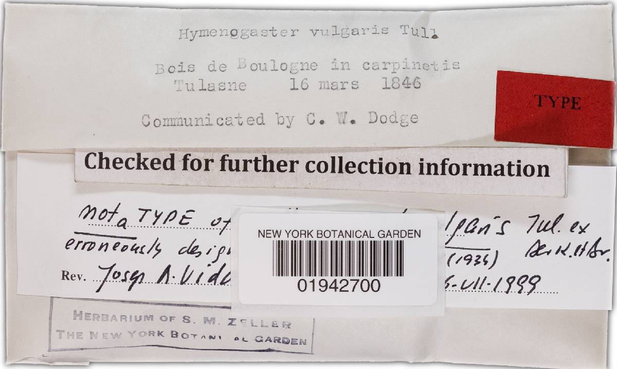 Hymenogaster vulgaris image