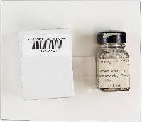 Hysterangium setchellii image