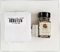 Hysterangium setchellii image