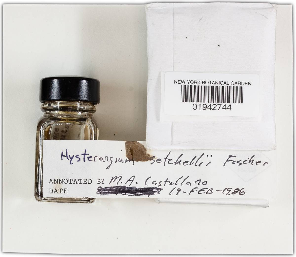 Hysterangium setchellii image