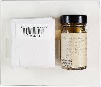 Hysterangium setchellii image