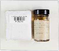 Hysterangium setchellii image