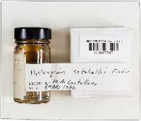 Hysterangium setchellii image