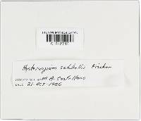 Hysterangium setchellii image