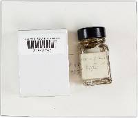 Hysterangium setchellii image