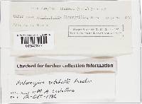 Hysterangium setchellii image