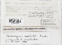 Hysterangium setchellii image