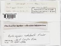 Hysterangium setchellii image