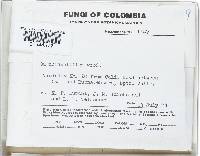 Panellus pusillus image